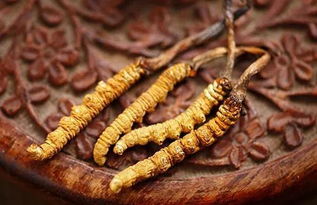 冬蟲夏草與西洋參的協同作用 對肝腎及支氣管哮喘的療效與人參種植前景